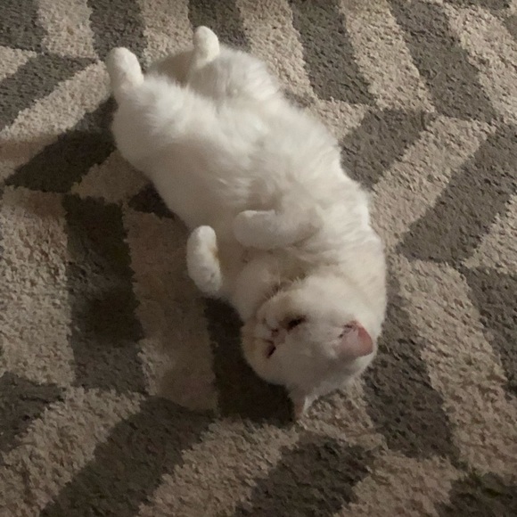 Meet your Posher, Amber - Picture 1 of 1